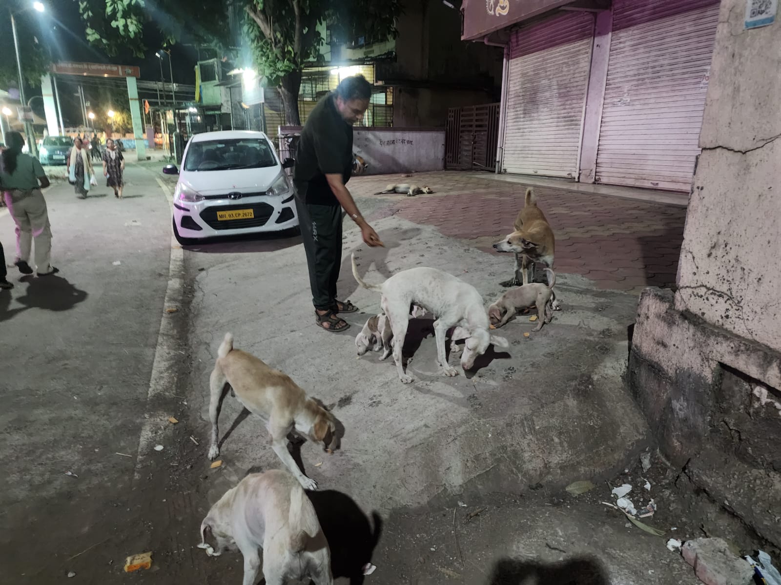 Night feeding drive for street dogs